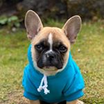 Profile Picture of 💫 Ollie 💫 (@ollie_scottishfrenchie) on Instagram