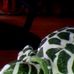Profile Picture of Gregory Turtle (@gregory.turtle.1) on Facebook