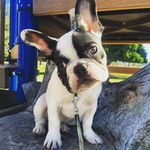 Profile Picture of Cody the French Bulldog (@cody_the_french_bulldog) on Instagram