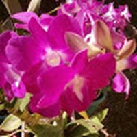 Profile Picture of Gino Martino (@gino-martino-5) on Quora