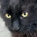 Curtis Park Catsalog - Instagram Profile Picture of Curtis Park Catsalog (@cp_catsalog) on Instagram
