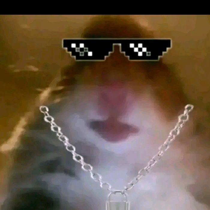 Profile Picture of criceto__gang__40 (@michaelsciacca) on Tiktok