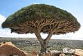 Profile Picture of Dracaena cinnabarion Wikipedia
