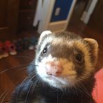 Profile Picture of Sam graffeo (@deajohn2357557) on Instagram