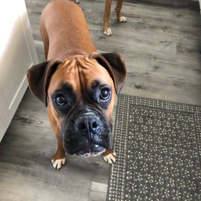 Profile Picture of Manny Perales (@manny_perales) on Twitter