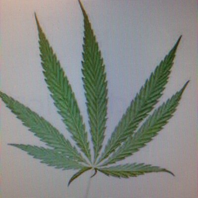 Profile Picture of Eddie Mauro (@edsped420) on Twitter