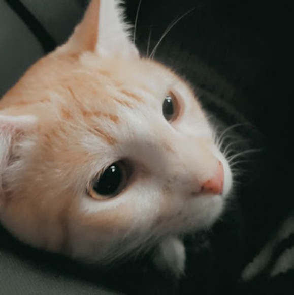 Profile Picture of Nor Mousa (@normousa) on Poshmark