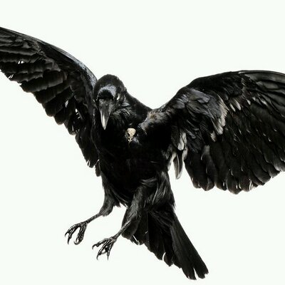 Profile Picture of Thomas Springer (@Swishler) on Twitter