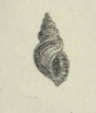 Profile Picture of Zeradina costellataon Wikipedia