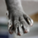 Profile Picture of Nicole Wolters (@Cattery Limburgerfjords Norwegian Forest Cats) on Flickr