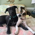 Profile Picture of Lori Kenney (@rosemaryandrabbit) on Instagram