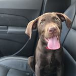 Profile Picture of Ivy Watson (@watdoggy07) on Instagram