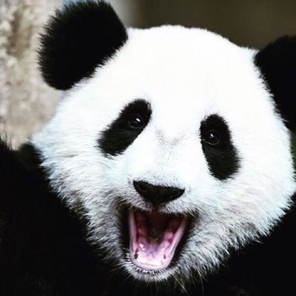 Andrea Madril - Poshmark Profile Picture of Andrea Madril (@fagghagg79) on Poshmark