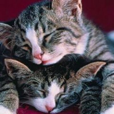 Profile Picture of Lucas Dale Morton (@lucasdmorton) on Twitter