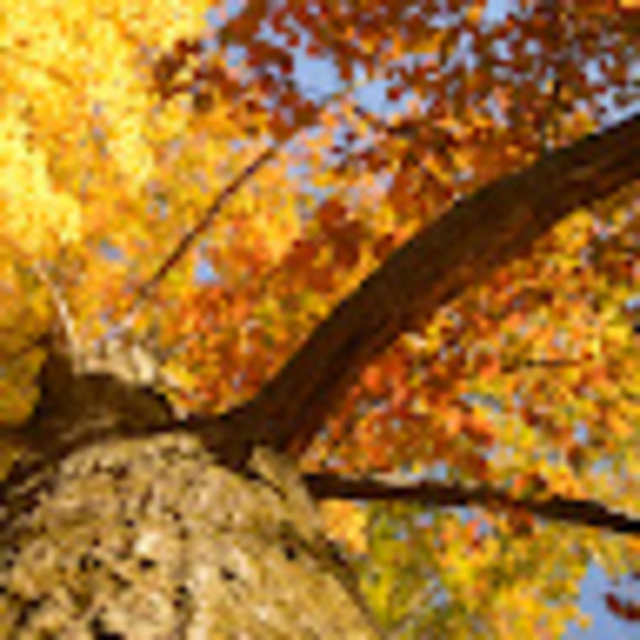 Profile Picture of Grant Simme (@grantsimme13) on Poshmark