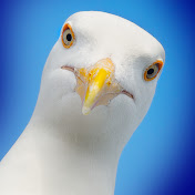 Profile Picture of Daniel Haskins (@haskinsdaniel) on Youtube