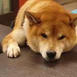 Profile Picture of 江杰修 (@joe_chiang0205) on Instagram