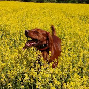 Profile Picture of Brian Fickies (@brianfickies2214) on Youtube