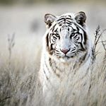 Profile Picture of Andrew (@botwinkin) on Instagram