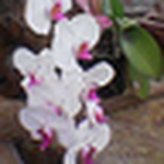 Profile Picture of Dewi Sari (@gudang_gambarku) on Flickr