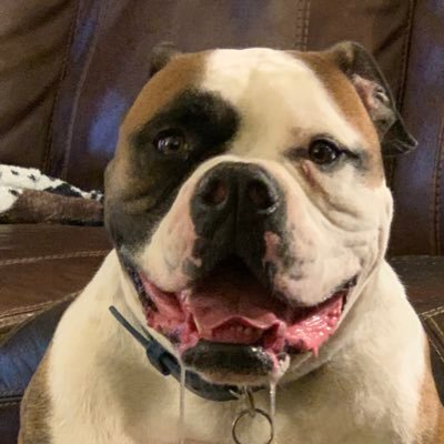 Profile Picture of Steve Segraves (@SteveSegraves) on Twitter