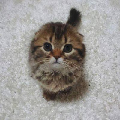 Profile Picture of にゃんこ (@NaoNishimura125) on Twitter