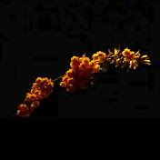 Profile Picture of Julius Perez (@JuliusPerezM) on Youtube