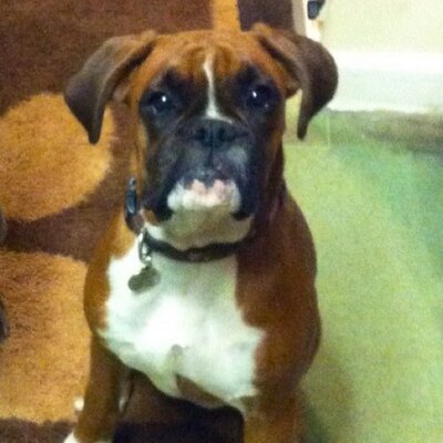 Chris Trevethan - Twitter Profile Picture of Chris Trevethan (@trevethan_chris) on Twitter