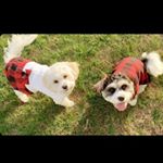 Profile Picture of Buddy, Lucy & Callie Brogan (@buddy.lulu.callie) on Instagram