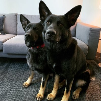 Katie Kern - Twitter Profile Picture of Katie Kern (@Katiewompus) on Twitter