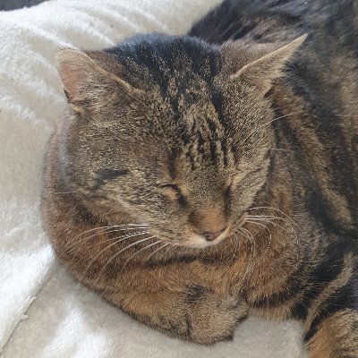 Profile Picture of Dietzmann Christoph (@DietzmannChris1) on Twitter