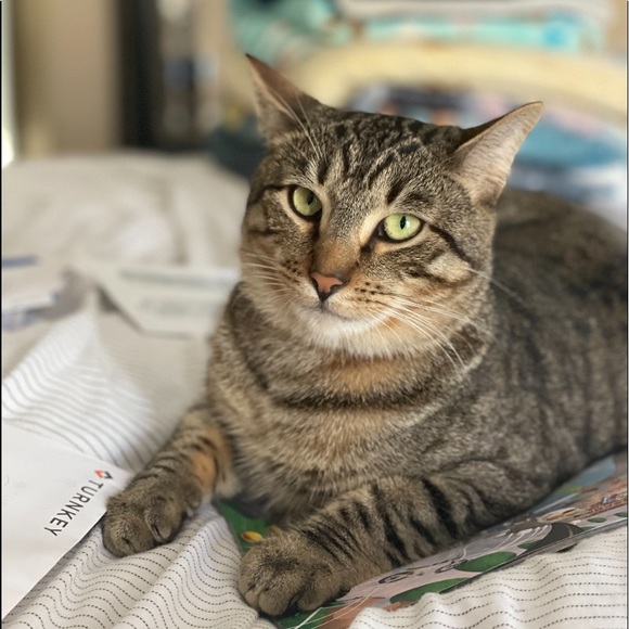 Profile Picture of Jason Cordero (@jdog2476) on Poshmark