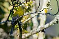 Profile Picture of Grey-winged cotingaon Wikipedia