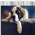 Profile Picture of Acey Spade Justin Bieber Anaya (@ace_saintbernard) on Instagram