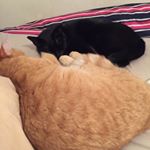 Profile Picture of Susan Tutorow (@gradeschoolsuzy) on Instagram