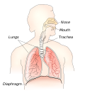 Profile Picture of Thoracic diaphragmon Wikipedia