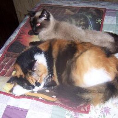 Profile Picture of NANCY WRIGHT SCHWOPE (@CATWOMAN1000) on Twitter