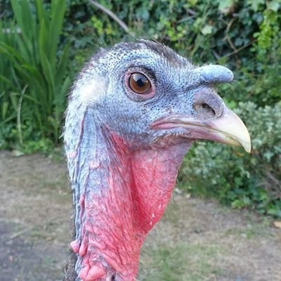 Profile Picture of Steve Kinley (@kinsterman) on Twitter