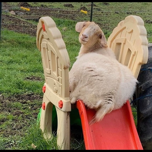 Profile Picture of Shayla Dinh (@moldydogg) on Poshmark