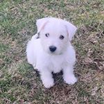 Profile Picture of Stanley Joseph Suriano (@stan_the_man2020) on Instagram