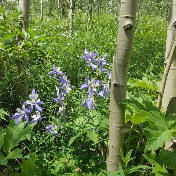 Profile Picture of Sandra Mcsperrin (@smcsperr) on Poshmark