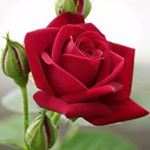 Profile Picture of SulEkha Nande (@sulekhanande) on Instagram