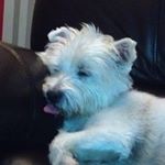 Profile Picture of Corrie Phillips (@cp42037) on Instagram