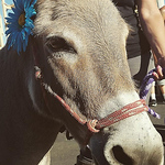 Profile Picture of Jameson Animal  Rescue Ranch (@JamesonAnimalRescueRanch) on Flickr
