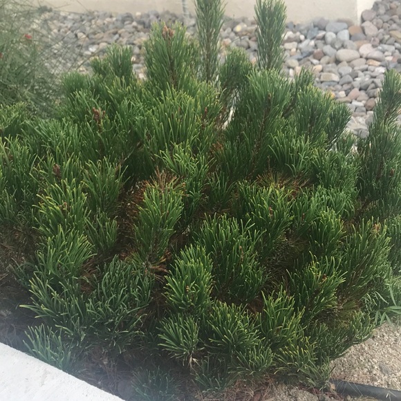 Profile Picture of Makayla Laughner (@makayla268214) on Poshmark