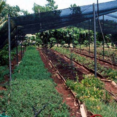 Profile Picture of Jeff Ensminger (@CubaUrbanGarden) on Twitter