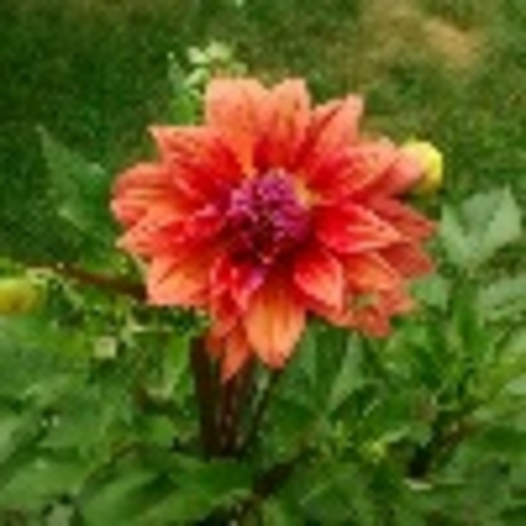 Profile Picture of Bruno Paul (@perb9) on Poshmark