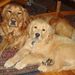 Profile Picture of Lori Walmsley Abbott (@dooslori) on Pinterest