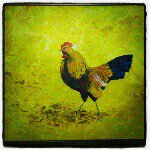 Profile Picture of Nicholas Barratt (@tabledhote) on Instagram