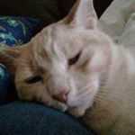 Profile Picture of Christy Buckelew (@nurseforrent) on Instagram